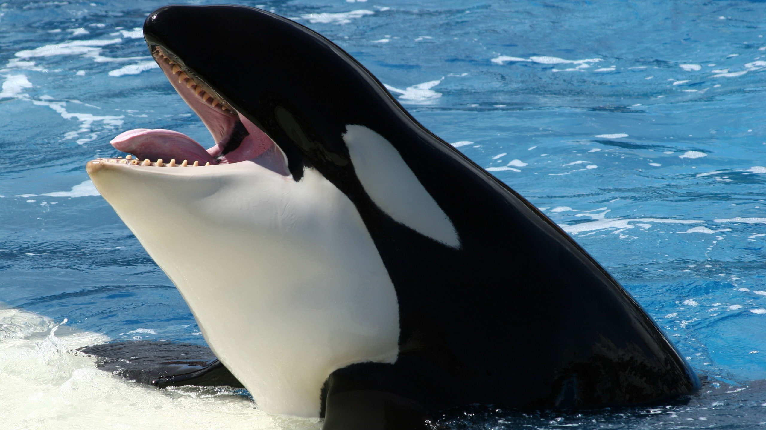 A majestic whale in the open sea